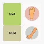 Flash Cards - Human Body - Image 2